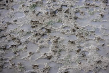 Çamurlu bir yüzeye dağılmış büyük bir yengeç grubu. Yengeçler kahverengi ve gri tonlarıdır ve çamur yüzeysel su birikintileriyle dokulu bir görünüme sahiptir..