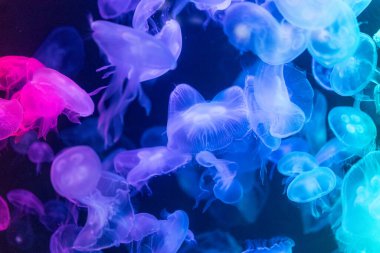 Canlı mavi ve yeşil neon ışıklarıyla aydınlatılan büyük bir grup renkli denizanasının yer aldığı büyüleyici sualtı sahnesi..