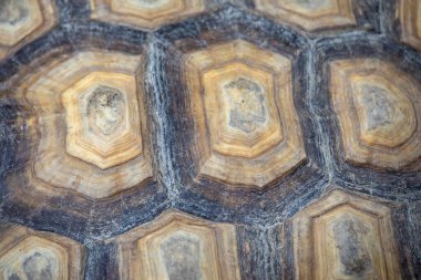 Kaplumbağa kabuğunun makro görüntüsü eşsiz desenlerini ve doğal dokularını kahverengi ve bej tonlarında sergiliyor..