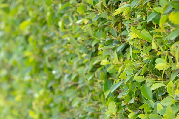 Yoğun yeşil bir çitin yakın çekimi, canlı yeşilliklerden oluşan doğal bir duvar oluşturuyor. Üniforma dokusu ve zengin rengi huzur ve huzuru çağrıştırıyor..