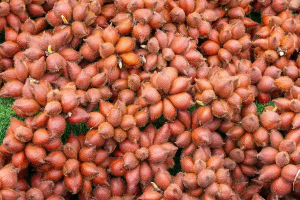 Yılan meyvesi olarak da bilinen Salacca meyveleri yığını eşsiz kırmızımsı kahverengi, pullu derilerini ve dikenli görünüşlerini sergiliyor. Meyveler bir araya toplanmış ve tropikal kökenlerini vurguluyorlar..