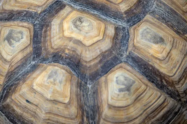 Kaplumbağa kabuğunun makro görüntüsü eşsiz desenlerini ve doğal dokularını kahverengi ve bej tonlarında sergiliyor..