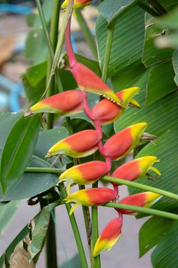 Canlı Heliconia rostrata çiçekleri, aynı zamanda Istakoz Pençesi ya da Sahte Cennet Kuşu olarak da bilinir. Çarpıcı kırmızı ve sarı frenler aşağı sarkıyor, tropik bir bahçede yemyeşil yapraklarla çevrili..
