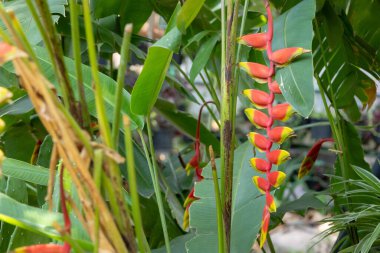 Canlı Heliconia rostrata çiçekleri, aynı zamanda Istakoz Pençesi ya da Sahte Cennet Kuşu olarak da bilinir. Çarpıcı kırmızı ve sarı frenler aşağı sarkıyor, tropik bir bahçede yemyeşil yapraklarla çevrili..