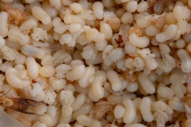 Beyaz ve saydam kırmızı karınca yumurtası, larva ve pupa kütleleri görünüyor. Ayrıca birkaç yetişkin kırmızı karınca ve kanatlı üreme de görülebilir. Bu görüntü, Tha 'da lezzet olarak kabul edilen bu böceklerin karmaşık yaşam döngüsünü yakalar.