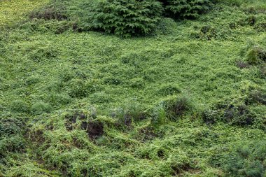 Çeşitli küçük yeşil yapraklar ve bitkilerden oluşan kalın bir halının yukarıdan çekimleri zengin, organik bir doku yaratıyor..