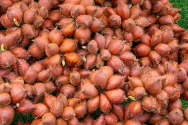 Yılan meyvesi olarak da bilinen Salacca meyveleri yığını eşsiz kırmızımsı kahverengi, pullu derilerini ve dikenli görünüşlerini sergiliyor. Meyveler bir araya toplanmış ve tropikal kökenlerini vurguluyorlar..