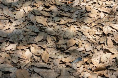 Toprağı kaplayan kuru ve kahverengi yapraklardan oluşan yoğun bir katmanın yukarıdan aşağı yakın çekimi. Güneş ışığı gölgeler yaratır ve düşen yaprak yığınının çeşitli doku ve şekillerini vurgular..