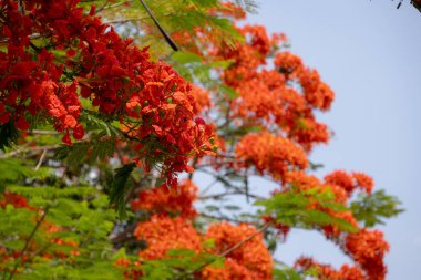 Flamboyant ağacının parlak turuncu kırmızı çiçekleri (Delonix regia), ayrıca Royal Poinciana veya Alev ağacı olarak da bilinir. Tüylü yeşil yapraklar, açık gökyüzüne karşı alevli çiçeklere karşı bir tezat oluşturuyor..