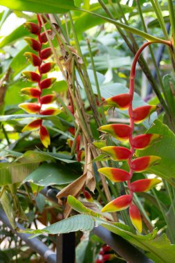 Canlı Heliconia rostrata çiçekleri, aynı zamanda Istakoz Pençesi ya da Sahte Cennet Kuşu olarak da bilinir. Çarpıcı kırmızı ve sarı frenler aşağı sarkıyor, tropik bir bahçede yemyeşil yapraklarla çevrili..
