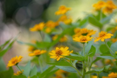 Parlak sarı Dahlberg Daisy (Thymophylla tenuiloba), Altın Post veya Pricklyleaf olarak da bilinir. Küçük, neşeli çiçek bulanık yeşil bir arka plana karşı duruyor.