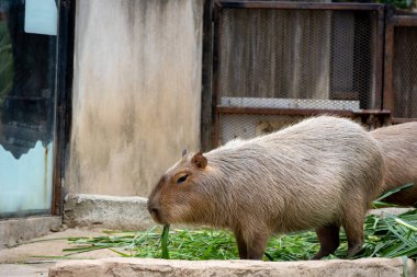 Büyük, kahverengi bir Capybara kumlu bir muhafaza üzerinde oturur ve bir çimen yaprağını kemirir. Rahatlamış ifadesi ve nazik tavrı onu hayvanat bahçesi ziyaretçileri arasında popüler bir hayvan yapıyor..