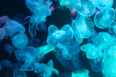 Canlı mavi ve yeşil neon ışıklarıyla aydınlatılan büyük bir grup renkli denizanasının yer aldığı büyüleyici sualtı sahnesi..