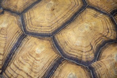Kaplumbağa kabuğunun makro görüntüsü eşsiz desenlerini ve doğal dokularını kahverengi ve bej tonlarında sergiliyor..