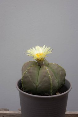 Yuvarlak, küçük bir kaktüsün ortadaki görüntüsü. Üstünde sarı bir çiçek açıyor. Sade gri bir arka planda koyu gri bir tencerede geçiyor..