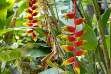 Canlı Heliconia rostrata çiçekleri, aynı zamanda Istakoz Pençesi ya da Sahte Cennet Kuşu olarak da bilinir. Çarpıcı kırmızı ve sarı frenler aşağı sarkıyor, tropik bir bahçede yemyeşil yapraklarla çevrili..