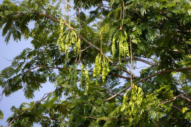Ağacın dallarından sarkan yeşil kokulu fasulye (petai veya Parkia speciosa) kümeleri. Uzun, ince kapsüller yapraklar ve dallarla çevrili.