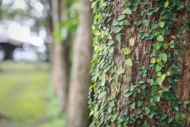 Ağaç gövdesinin yakın plan küçük yeşil sarmaşıklar ile kaplı, bulanık bir arka plan ile ağaçlar ve yeşillik, doğal ve sakin bir orman sahnesi oluşturur.