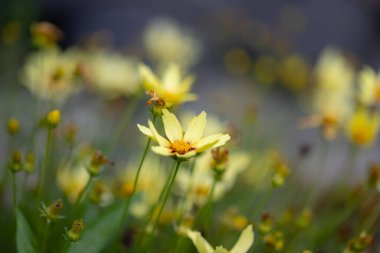 Titreyen sarı çim tohumu çiçekleri sıcak güneş ışığında güneşlenir. Her çiçeğin narin taç yaprakları mükemmel bir şekilde aydınlatılmış, çarpıcı bir renk ve doku gösterisi yaratıyor..