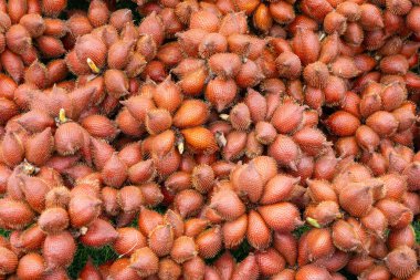 Yılan meyvesi olarak da bilinen Salacca meyveleri yığını eşsiz kırmızımsı kahverengi, pullu derilerini ve dikenli görünüşlerini sergiliyor. Meyveler bir araya toplanmış ve tropikal kökenlerini vurguluyorlar..