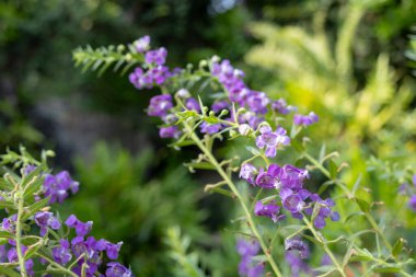 Mor Angelonia angustifolia çiçekleri, Summer Snapdragon ya da Küçük Kaplumbağa Çiçeği olarak da bilinir. İnce gövdeler boyunca küçük, canlı çiçekler büyür açık yeşil yapraklarla.