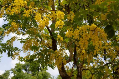 Altın Duş ağacından (Cassia fistülü) gelen parlak sarı çiçekler. Uzun, sarkık çiçek yarışları, Tayland 'da bulunan bu güzel tropikal ağacın tipik yeşil yapraklarıyla karışıyor..
