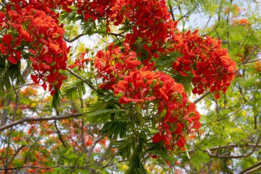 Flamboyant ağacının parlak turuncu kırmızı çiçekleri (Delonix regia), ayrıca Royal Poinciana veya Alev ağacı olarak da bilinir. Tüylü yeşil yapraklar, açık gökyüzüne karşı alevli çiçeklere karşı bir tezat oluşturuyor..