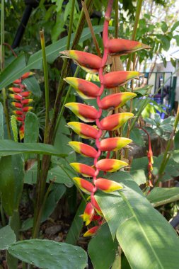 Canlı Heliconia rostrata çiçekleri, aynı zamanda Istakoz Pençesi ya da Sahte Cennet Kuşu olarak da bilinir. Çarpıcı kırmızı ve sarı frenler aşağı sarkıyor, tropik bir bahçede yemyeşil yapraklarla çevrili..