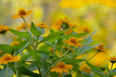 Parlak sarı Dahlberg Daisy (Thymophylla tenuiloba), Altın Post veya Pricklyleaf olarak da bilinir. Küçük, neşeli çiçek bulanık yeşil bir arka plana karşı duruyor.