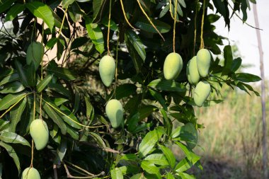 Olgunlaşmamış, yeşil mangoları mango ağacının dalından sarkan yakın plan çekimleri. Genç meyveler dallarla ve yapraklarla çevrili, yumuşak ve bulanık bir arka planı var..