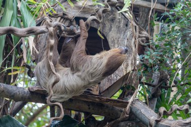 Kahverengi bir tembel hayvan bir ağaç dalında baş aşağı asılı duruyor. Uzun uzuvları dalın etrafına güvenle sarılı. Rahatlamış ve memnun görünüyor, sanki meditasyon yapıyormuş gibi..