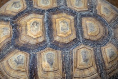 Kaplumbağa kabuğunun makro görüntüsü eşsiz desenlerini ve doğal dokularını kahverengi ve bej tonlarında sergiliyor..