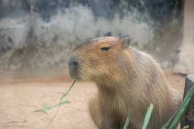 Büyük, kahverengi bir Capybara kumlu bir muhafaza üzerinde oturur ve bir çimen yaprağını kemirir. Rahatlamış ifadesi ve nazik tavrı onu hayvanat bahçesi ziyaretçileri arasında popüler bir hayvan yapıyor..