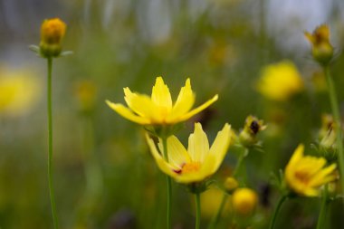 Titreyen sarı çim tohumu çiçekleri sıcak güneş ışığında güneşlenir. Her çiçeğin narin taç yaprakları mükemmel bir şekilde aydınlatılmış, çarpıcı bir renk ve doku gösterisi yaratıyor..