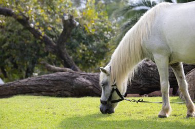 Görkemli beyaz bir aygır yemyeşil bir alanda huzur içinde otluyor. At gölgeli bir ağacın altında duruyor. Arka planda palmiye ağaçları var. Huzurlu ve huzurlu bir manzara yaratıyor..