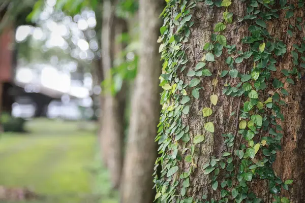 Ağaç gövdesinin yakın plan küçük yeşil sarmaşıklar ile kaplı, bulanık bir arka plan ile ağaçlar ve yeşillik, doğal ve sakin bir orman sahnesi oluşturur.