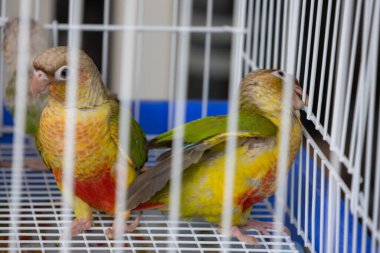 İki renkli yeşil yanaklı Conure papağanı beyaz bir kafesin içine tünemiş, sağa bakıyor..