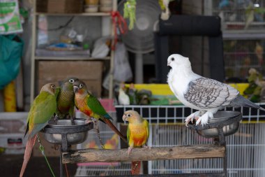 Beyaz bir güvercin ve birkaç renkli yeşil yanaklı Conure papağanları tribünlere tünemiş..