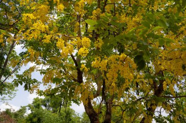 Altın Duş ağacından (Cassia fistülü) gelen parlak sarı çiçekler. Uzun, sarkık çiçek yarışları, Tayland 'da bulunan bu güzel tropikal ağacın tipik yeşil yapraklarıyla karışıyor..