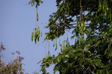 Ağacın dallarından sarkan yeşil kokulu fasulye (petai veya Parkia speciosa) kümeleri. Uzun, ince kapsüller yapraklar ve dallarla çevrili.