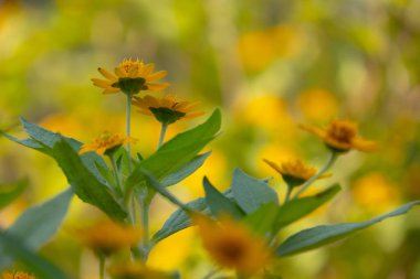 Parlak sarı Dahlberg Daisy (Thymophylla tenuiloba), Altın Post veya Pricklyleaf olarak da bilinir. Küçük, neşeli çiçek bulanık yeşil bir arka plana karşı duruyor.