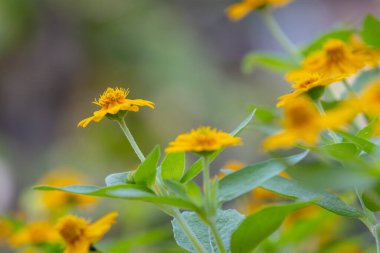 Parlak sarı Dahlberg Daisy (Thymophylla tenuiloba), Altın Post veya Pricklyleaf olarak da bilinir. Küçük, neşeli çiçek bulanık yeşil bir arka plana karşı duruyor.