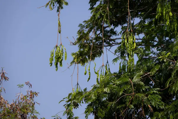 Ağacın dallarından sarkan yeşil kokulu fasulye (petai veya Parkia speciosa) kümeleri. Uzun, ince kapsüller yapraklar ve dallarla çevrili.
