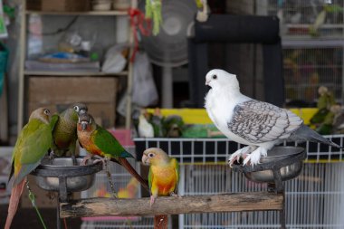 Beyaz bir güvercin ve birkaç renkli yeşil yanaklı Conure papağanları tribünlere tünemiş..