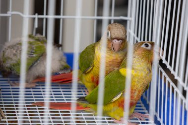 İki renkli yeşil yanaklı Conure papağanı beyaz bir kafesin içine tünemiş, sağa bakıyor..