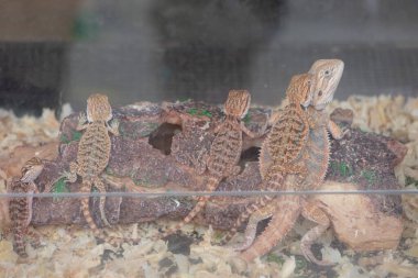 Cam bir akvaryumun içindeki bir tahta parçasında dinlenen bebek sakallı ejderhalardan oluşan bir grup pullu dokularını parlaklaştırıyor..