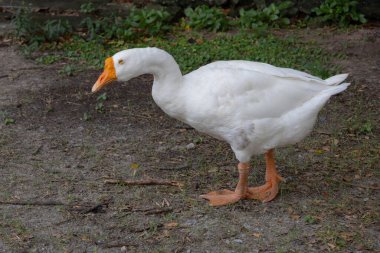 Turuncu gagalı beyaz bir kazın yakın çekimi, baş aşağı, yerde yiyecek arıyor. Perdeli ayakları görünür..