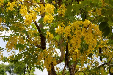 Altın Duş ağacından (Cassia fistülü) gelen parlak sarı çiçekler. Uzun, sarkık çiçek yarışları, Tayland 'da bulunan bu güzel tropikal ağacın tipik yeşil yapraklarıyla karışıyor..