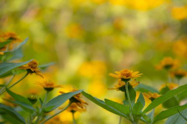 Parlak sarı Dahlberg Daisy (Thymophylla tenuiloba), Altın Post veya Pricklyleaf olarak da bilinir. Küçük, neşeli çiçek bulanık yeşil bir arka plana karşı duruyor.