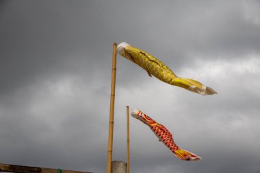 Bulutlu bir gökyüzünde uçan iki koinobori (sazan balığı flaması). Çocuklar Günü için geleneksel Japon süslemeleri, güç ve cesareti simgeliyor.